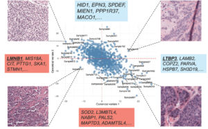 images from scientific paper
