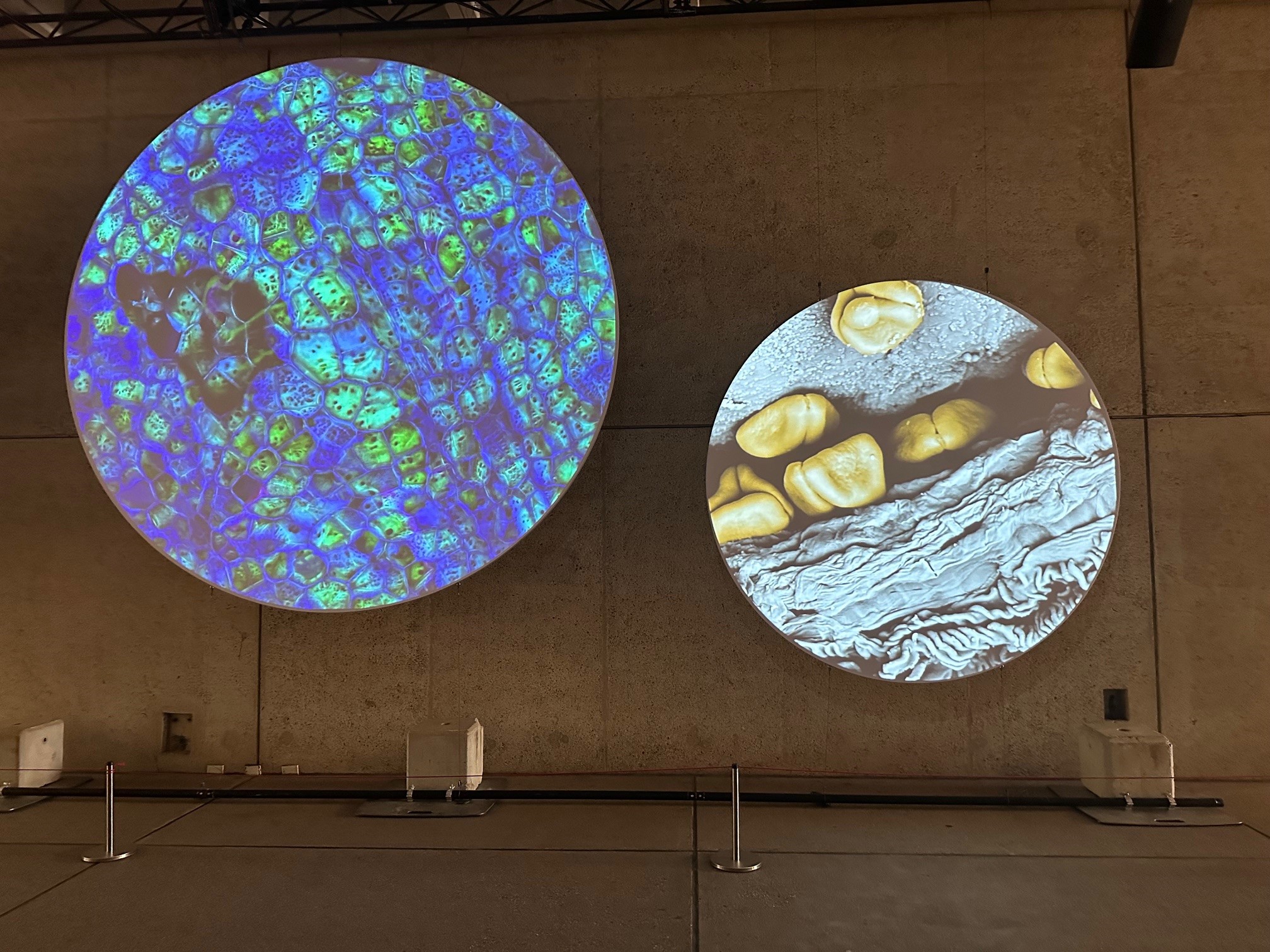 Unseen Worlds: A Microscopic Marvel at the World Science Festival